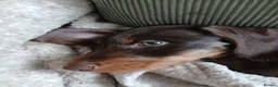 Dachshund dogs for sale: Chocolate and tan wirehair dachshund  - Advert 8