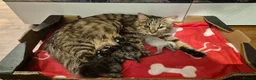Mixed Breed cats for sale: Four playful kittens for sale - Advert 2