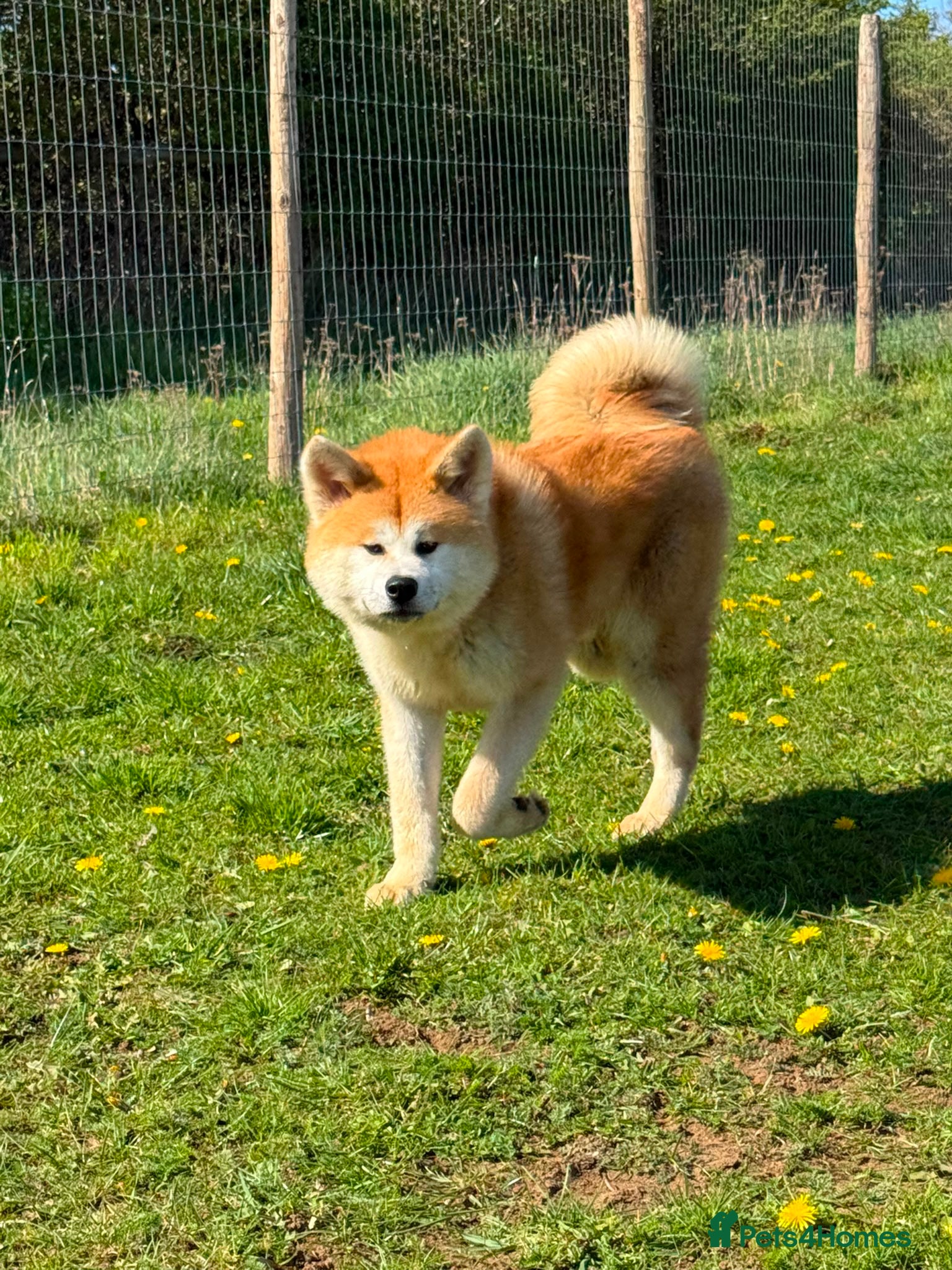 Japanese Akita Inu dogs Japanese Akita Inu  - Advert 2