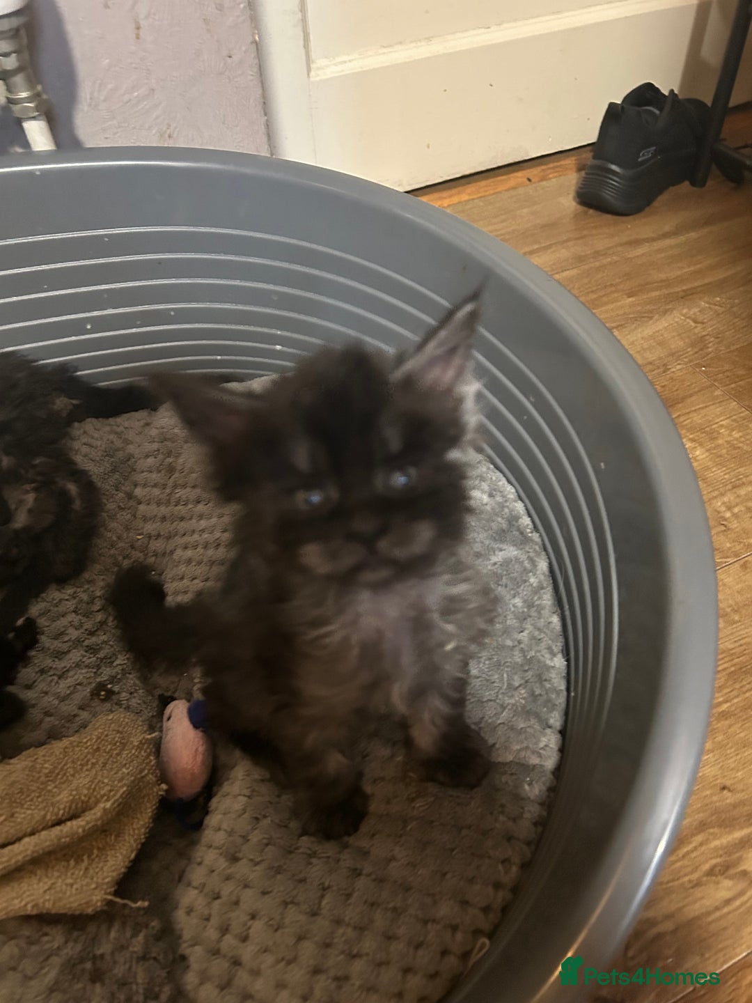 Maine Coon cats for sale: 8 beautiful mainecoon kittens for sale - Advert 17