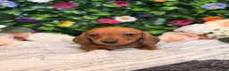 Dachshund dogs for sale: Standard Dachshund Puppies - READY NOW - Advert 8