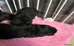 Jackapoo dogs for sale: 5 jackapoo puppies  - Image 7