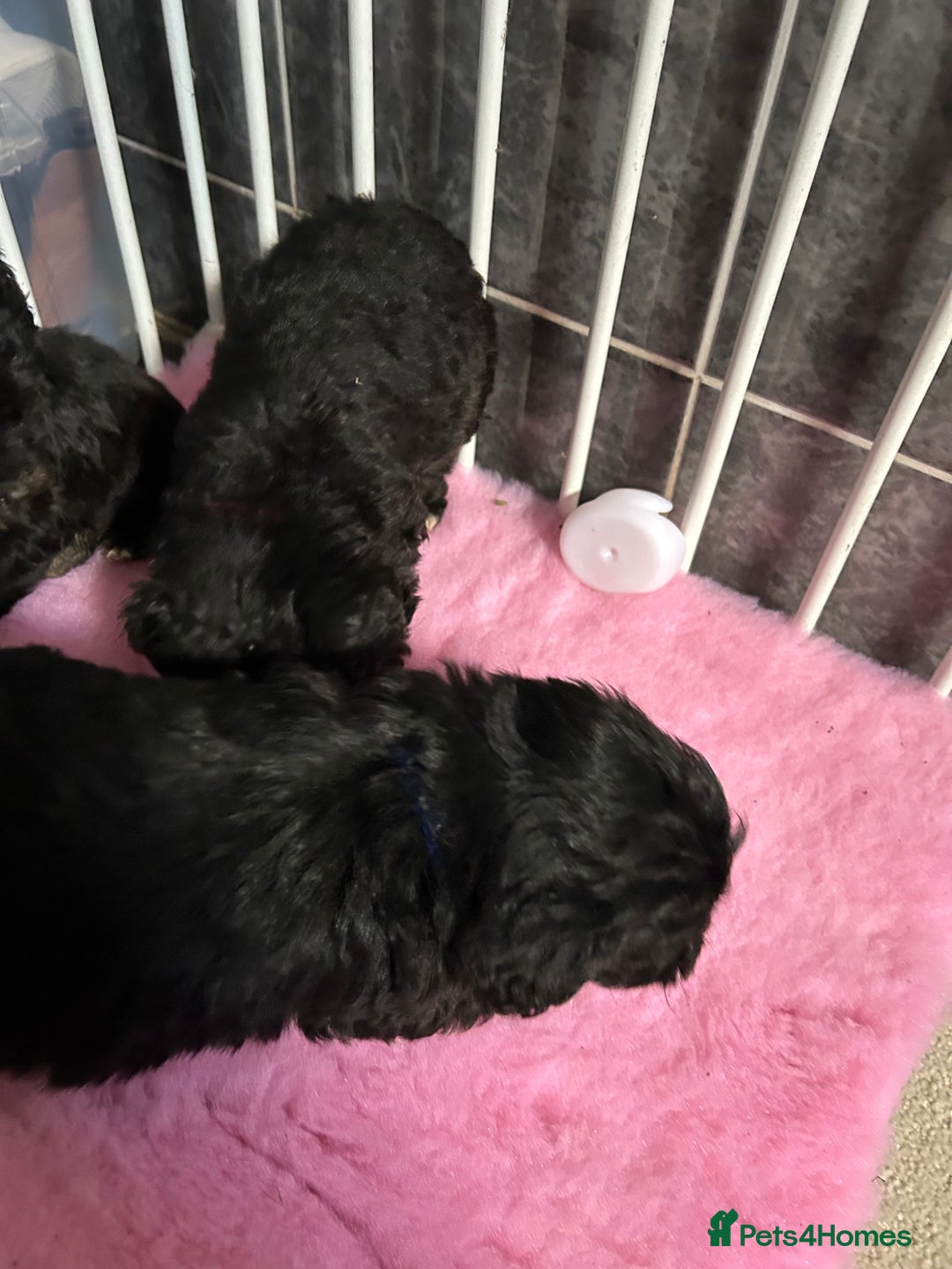 Jackapoo dogs for sale: 5 jackapoo puppies  - Image 7
