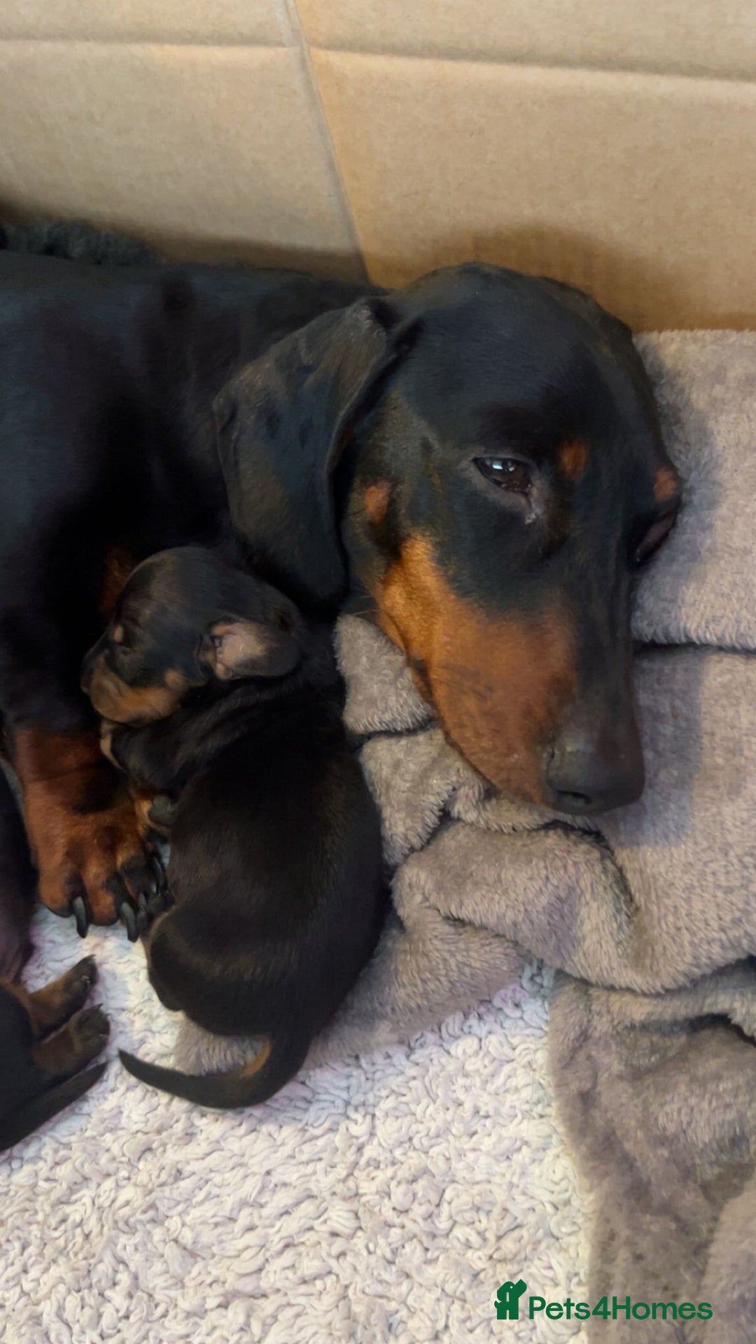 Dachshund dogs for sale: Stunning KC Miniature dachshunds - Advert 10