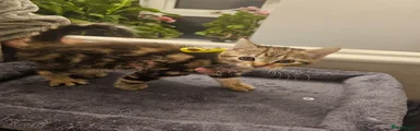 American Shorthair Kitten 2