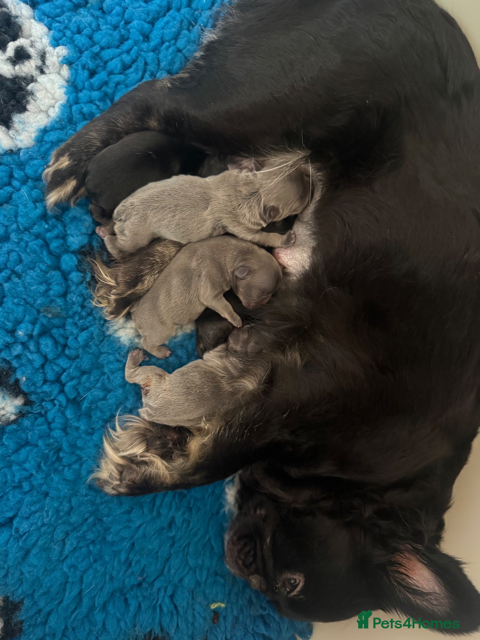 French Bulldog dogs Health Tested French Bulldog puppies - Advert 2