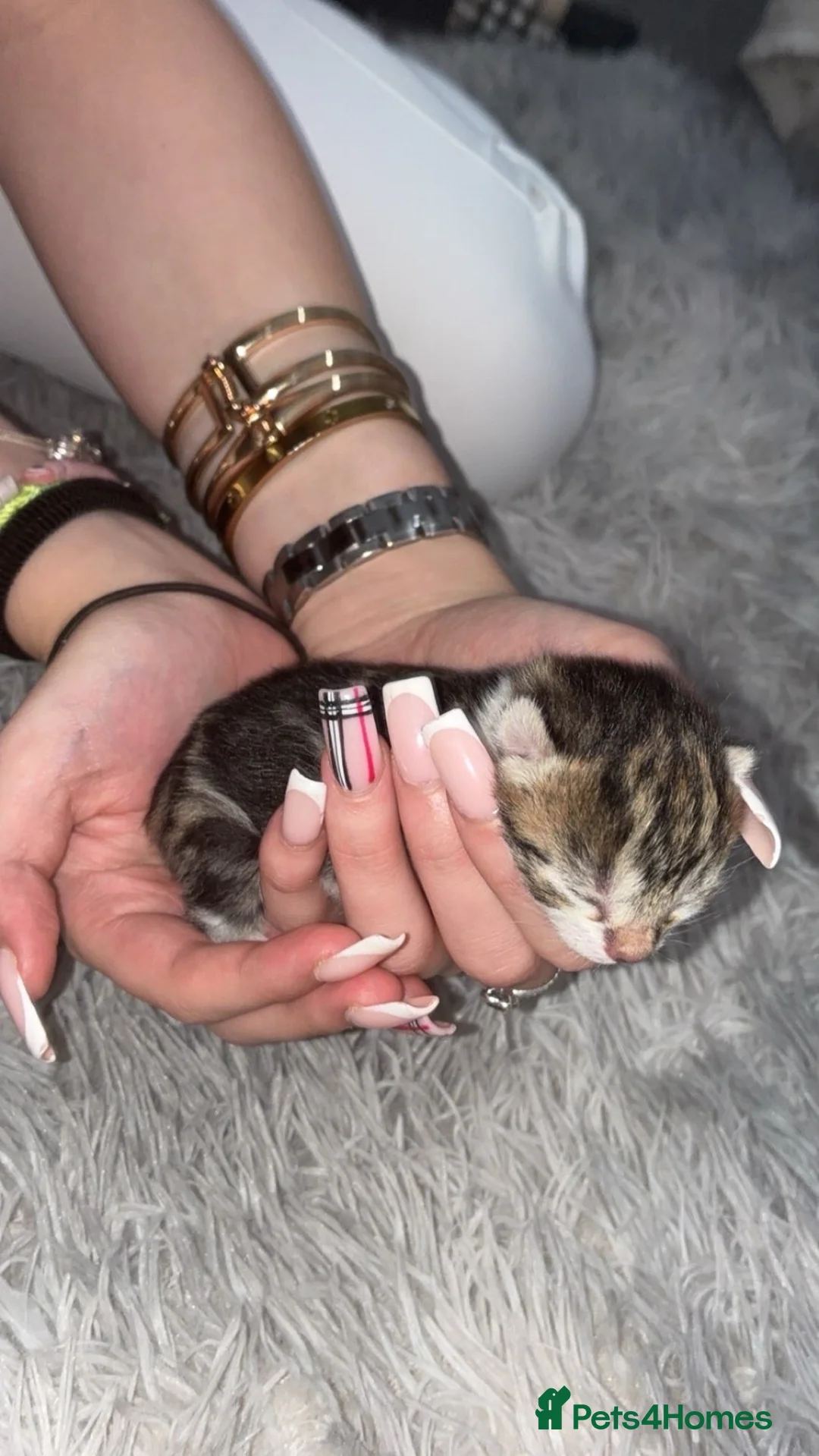 Mixed Breed cats for sale: STUNNING KITTENS DUE IN AUGUST  - Advert 2