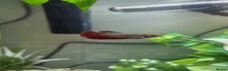 Bettas fish for sale: 5 Female Juvinile Bettas - Advert 5