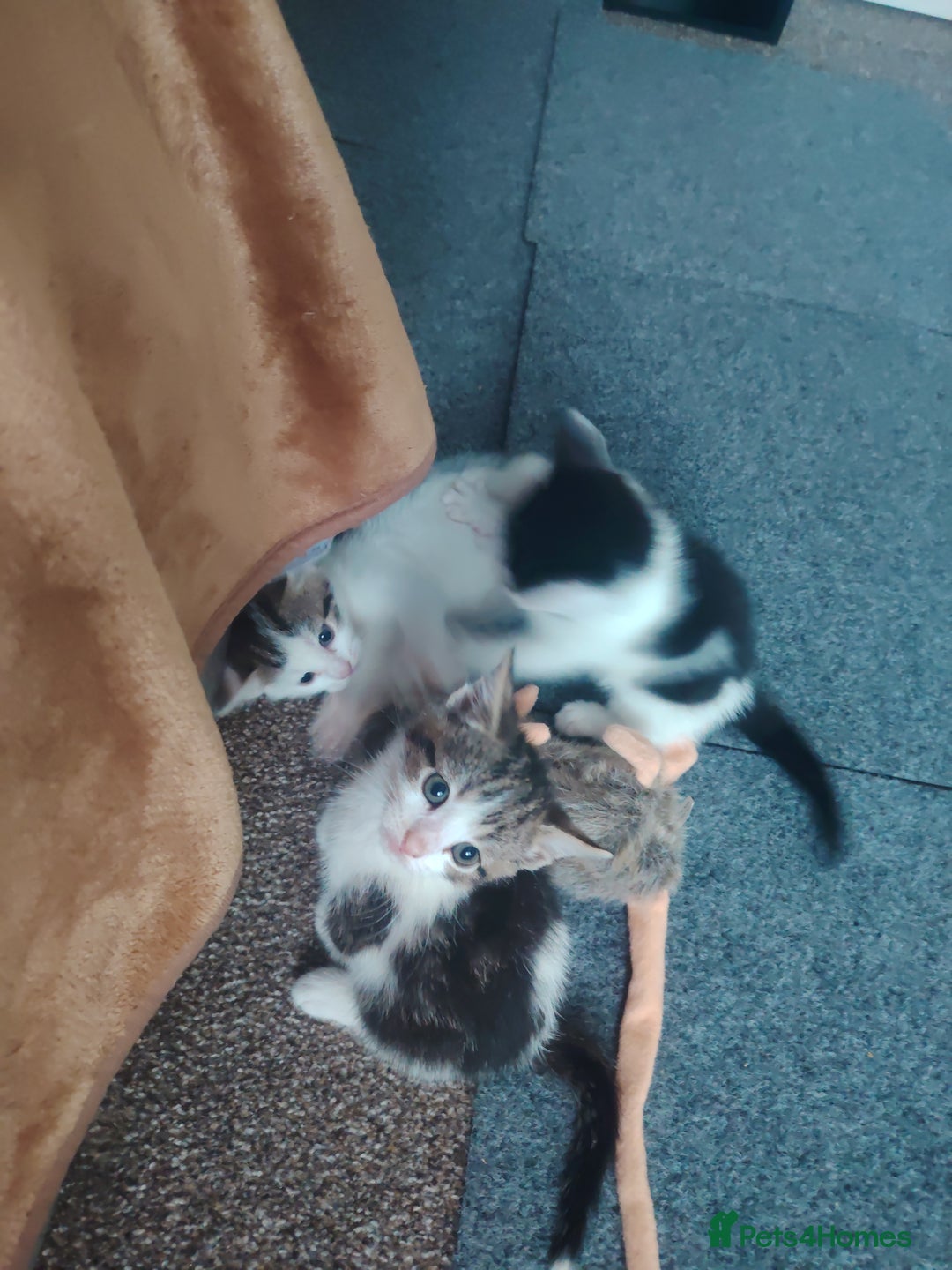Mixed Breed cats for sale: Kittens  - Image 28