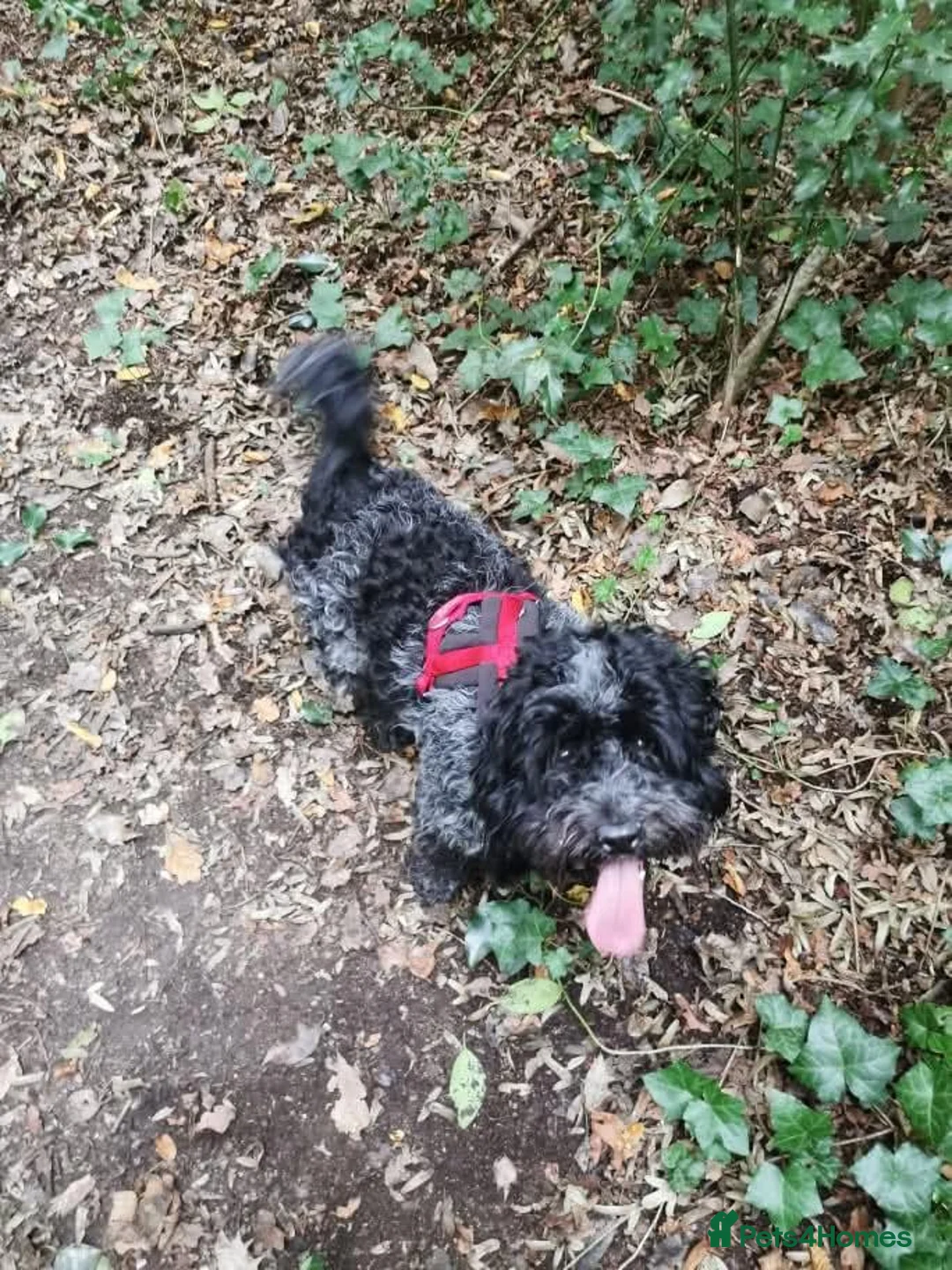 Cockapoo dogs for sale: Cockapoo for sale. in Chislehurst - Advert 1