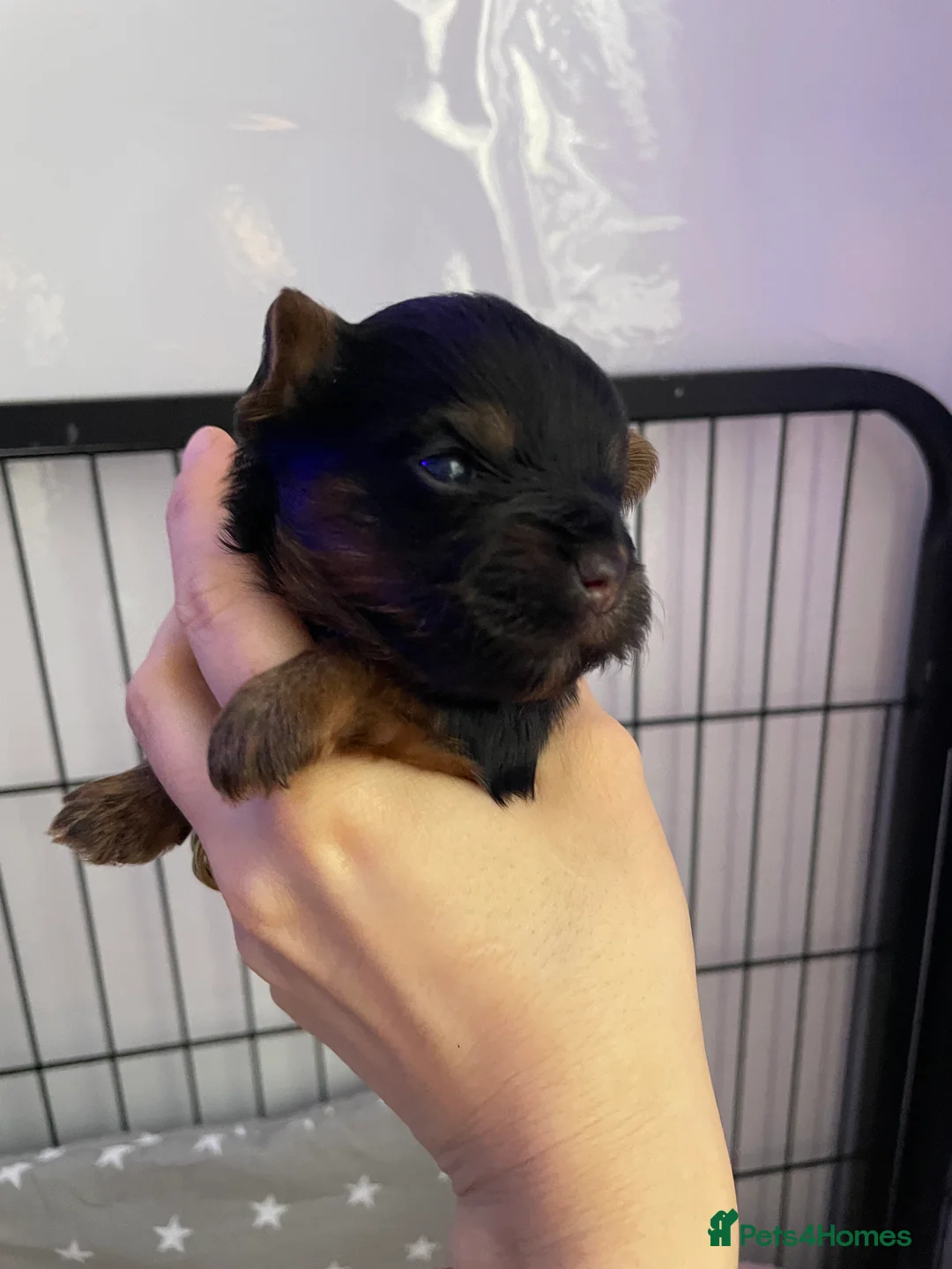 Yorkshire Terrier dogs for sale: pure breed yorkshire terrier  - Advert 11