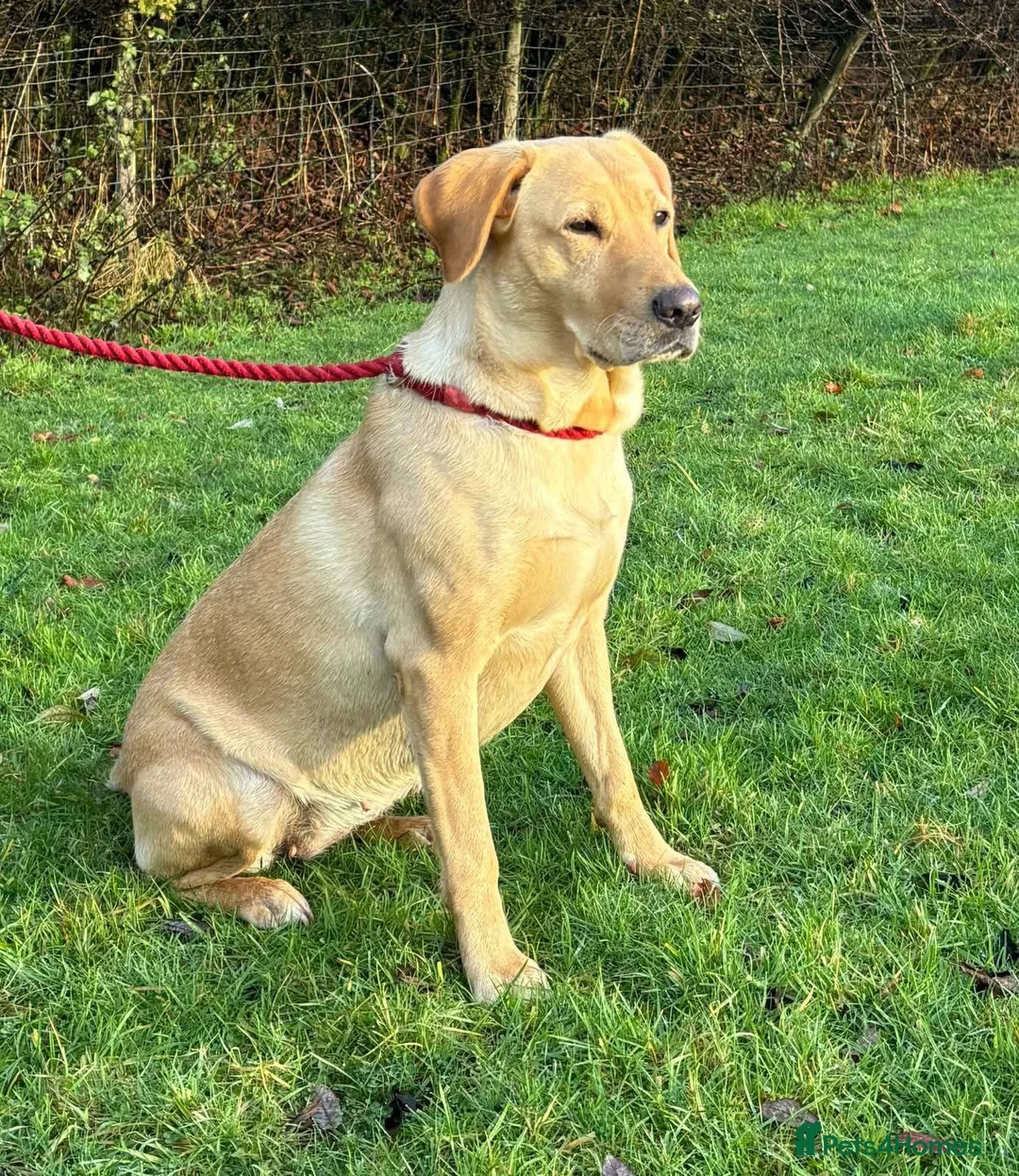 Labrador Retriever dogs for sale: Stunning red/golden labrador puppies - Advert 2
