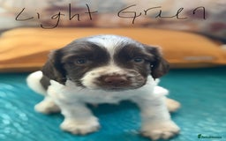 English Springer Spaniel dogs for sale: Springer Spaniel - Image 5