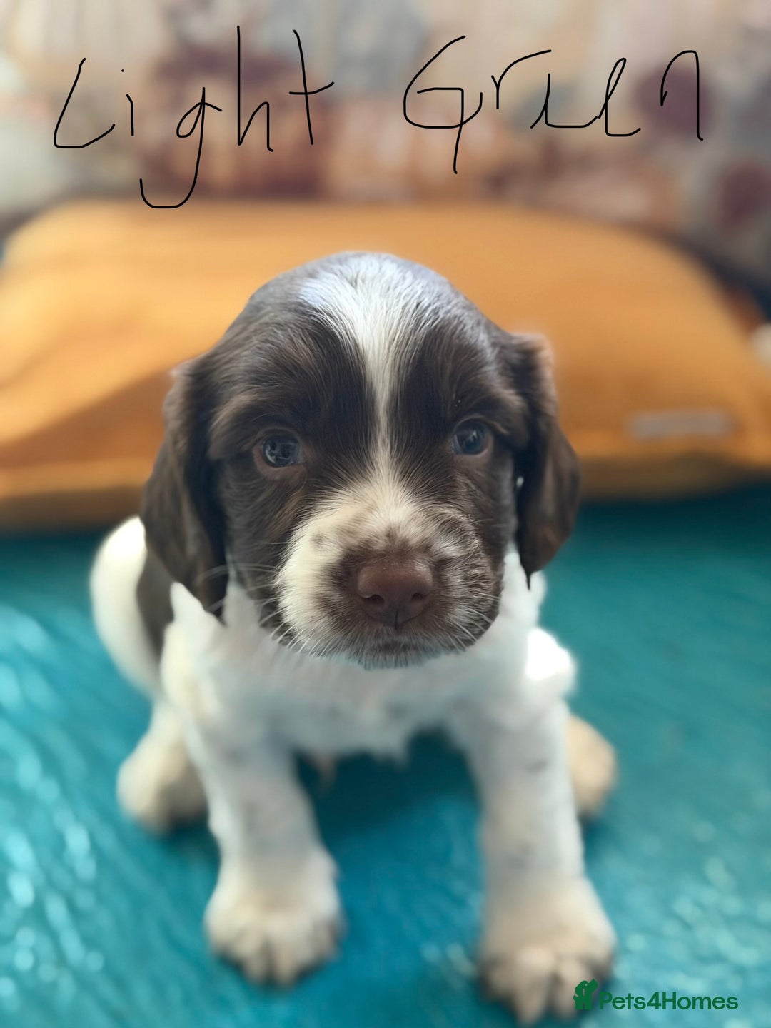 English Springer Spaniel dogs for sale: Springer Spaniel - Image 5