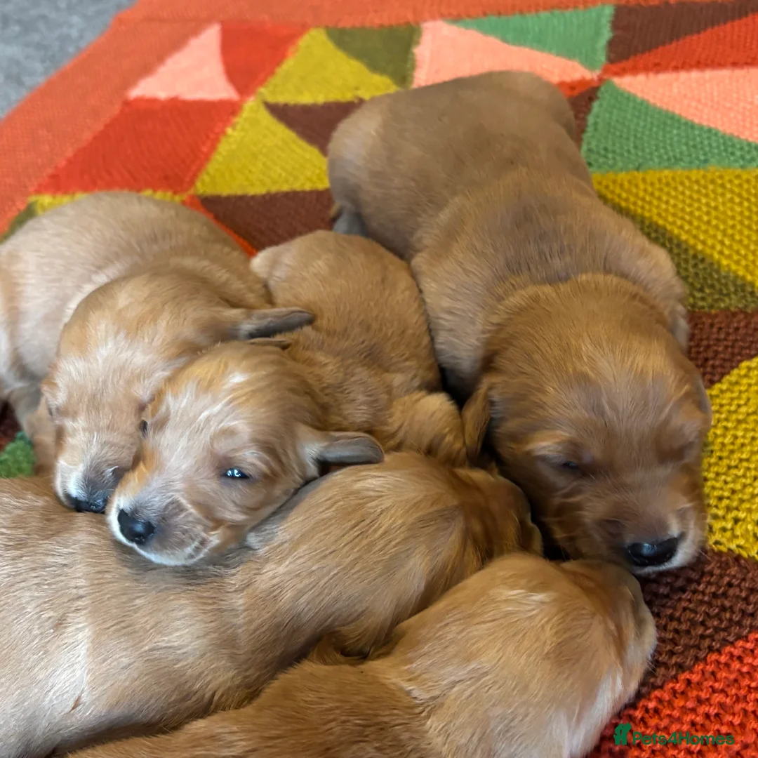 Golden Retriever dogs for sale: FOX RED PUPPIES Golden Retriever KC REG - Advert 22