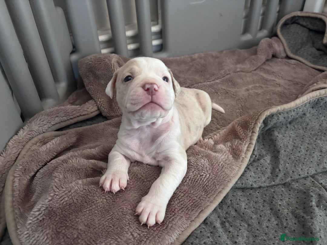 Mixed Breed dogs for sale: Olde English bulldog/ American bulldog - Image 10