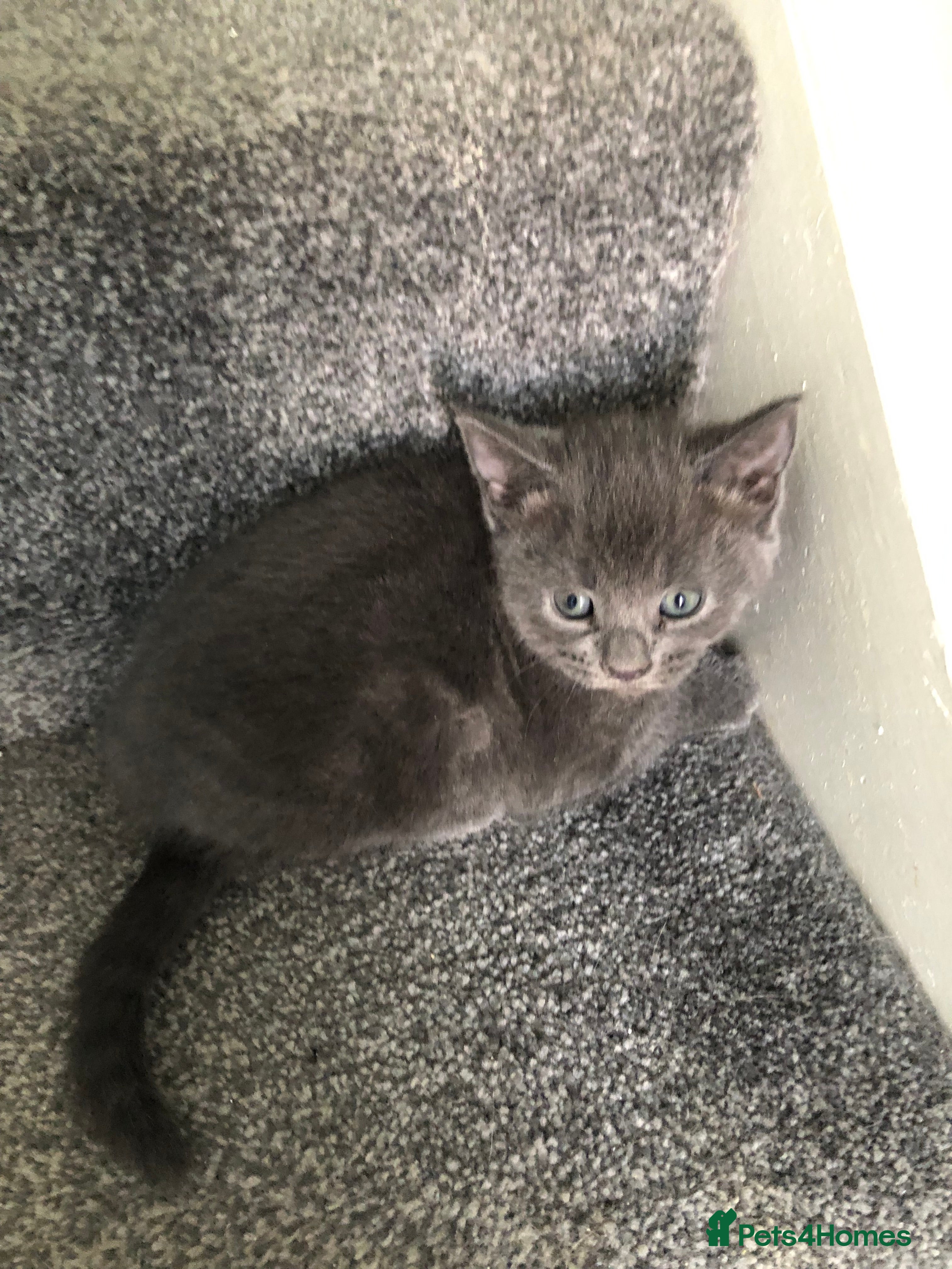 Mixed Breed cats 5 playful , affectionate kittens.  - Advert 1