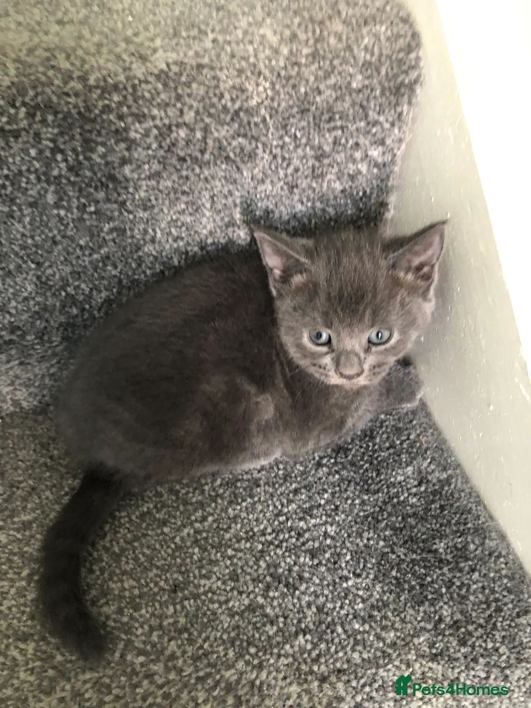 Mixed Breed cats for sale: 5 playful , affectionate kittens.  - Advert 1