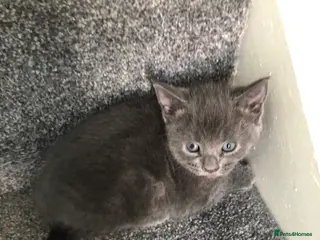 Mixed Breed cats 5 playful , affectionate kittens. - Advert 1