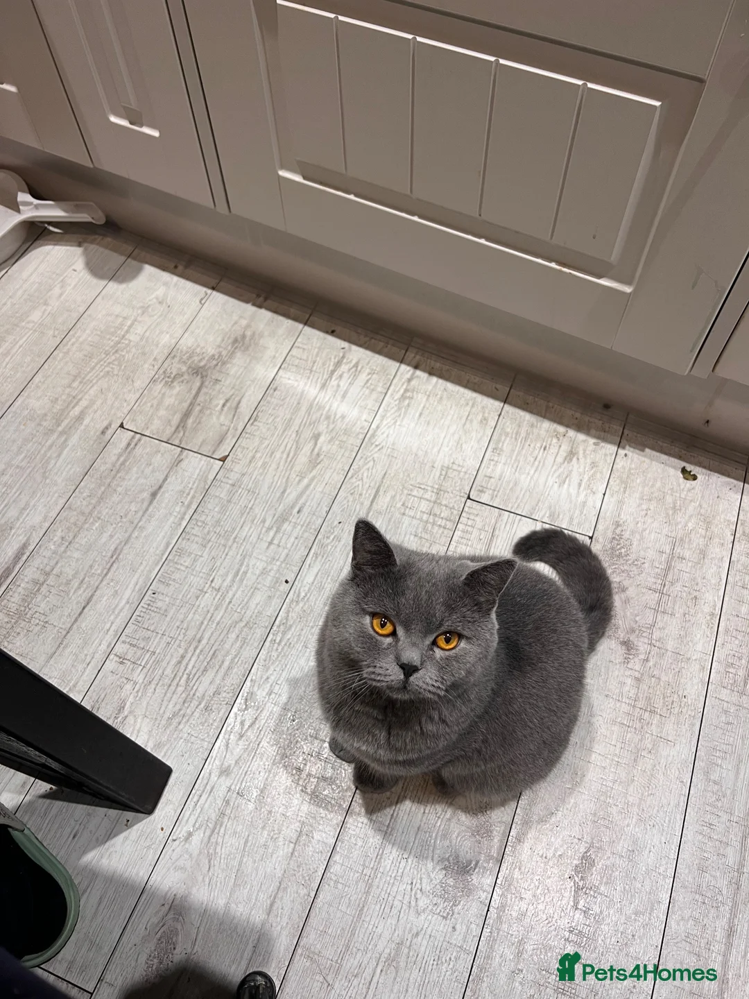 British Shorthair cats for sale: 2 year’s old British Short hair Looking for a Home - Advert 2