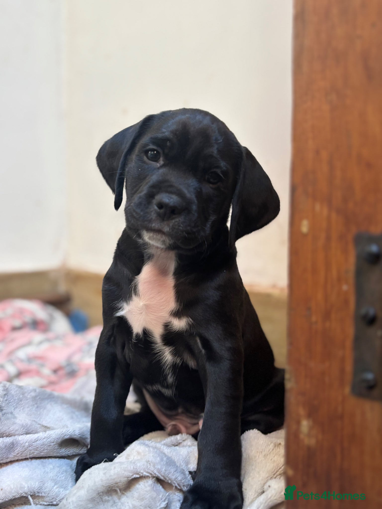 Mixed Breed dogs 2 boys available Adorable Puggle x patterdale - Advert 3
