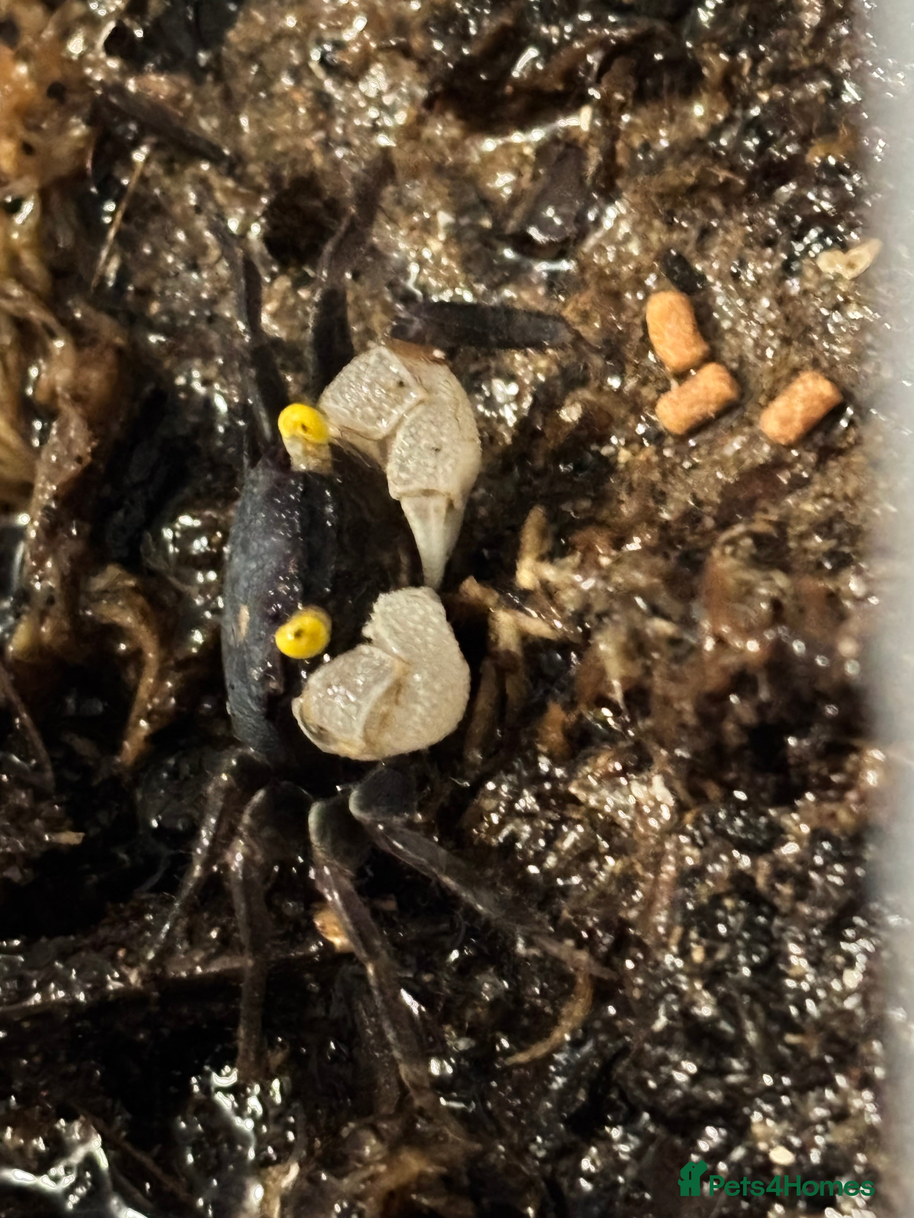 Crabs invertebrates Golden Eyed Vampire Crab - Advert 10