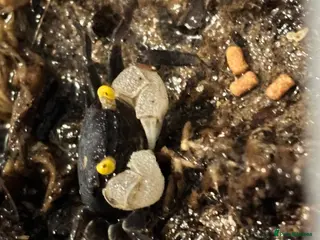 Crabs invertebrates Golden Eyed Vampire Crab - Advert 11