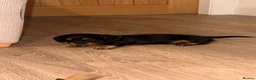 Miniature Dachshund dogs for sale: Miniature dachshund dapple in Warrington - Advert 3