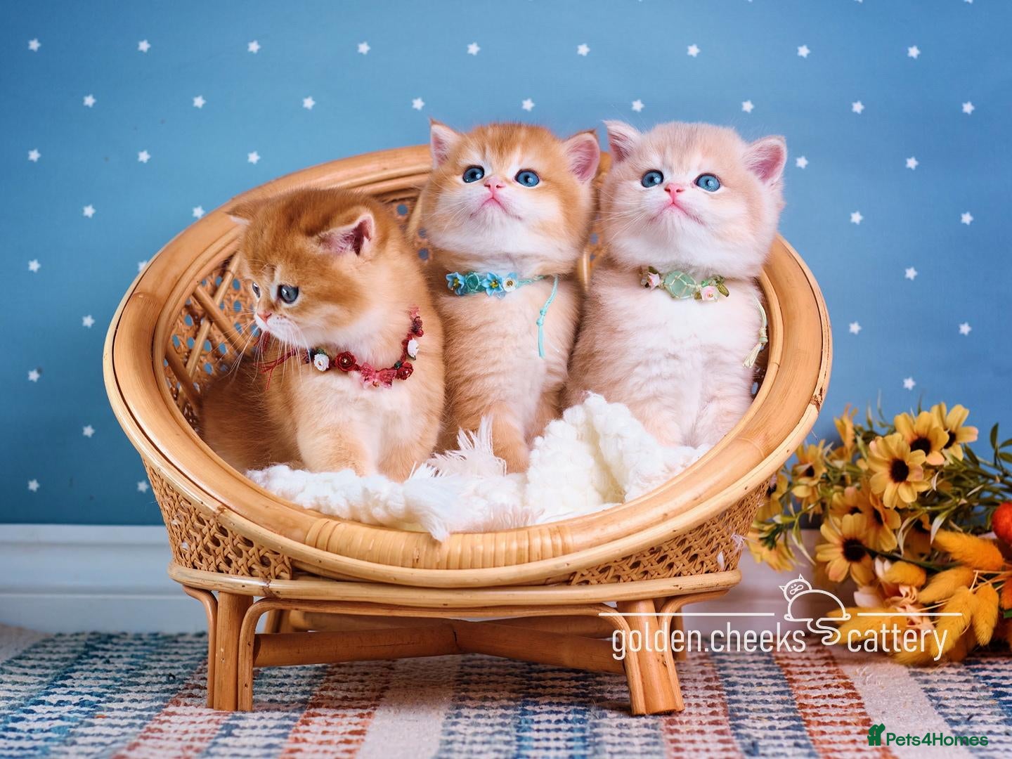 British Shorthair cats British Shorthairs - Raised with Love and Care ❤️ - Advert 3