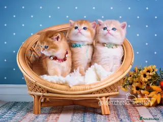 British Shorthair cats British Shorthairs - Raised with Love and Care ❤️ - Advert 3