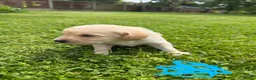 Cockerdor dogs for sale: 10 beautiful LabXcocker pups in Shrewsbury - Advert 6