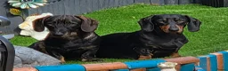 Dachshund dogs for sale: Lovely bunch of Standard Dachshund puppies💐 in Newtown - Advert 19