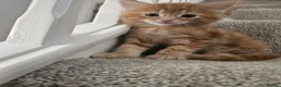 Mixed Breed cats for sale: Adorable ginger kitten - Advert 1