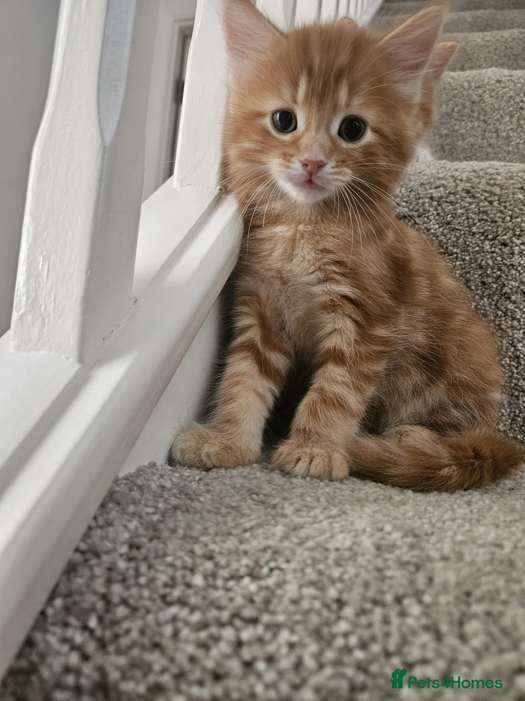 Mixed Breed cats for sale: Adorable ginger kitten - Advert 1