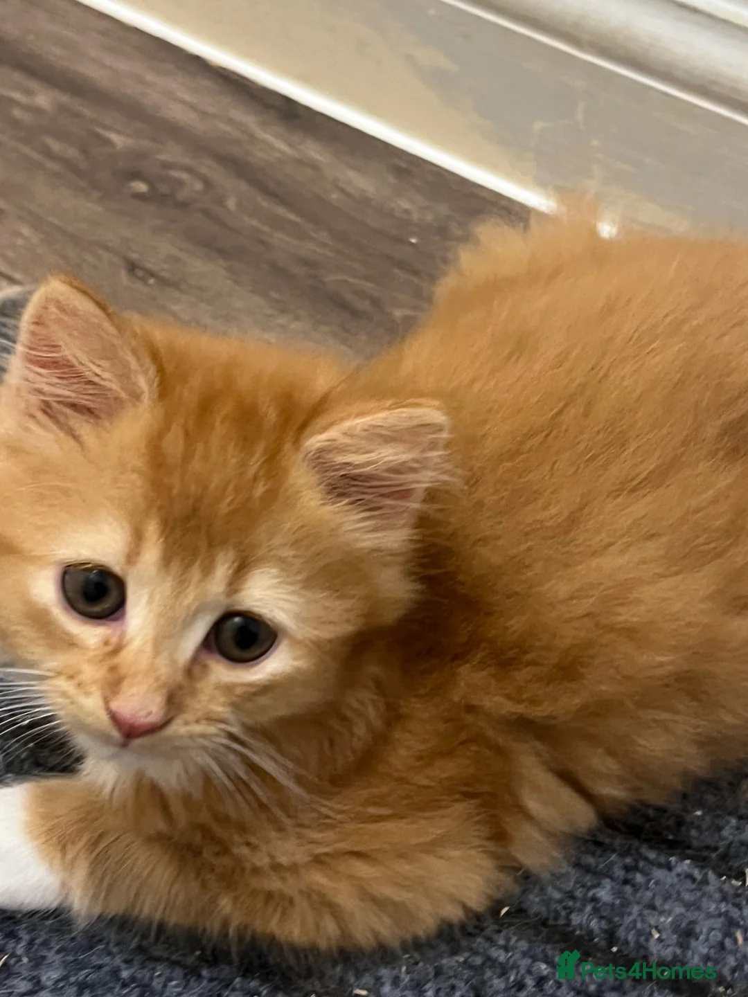 Mixed Breed cats for sale: Kitten Scottish Fold cross calico in Oxford - Advert 2