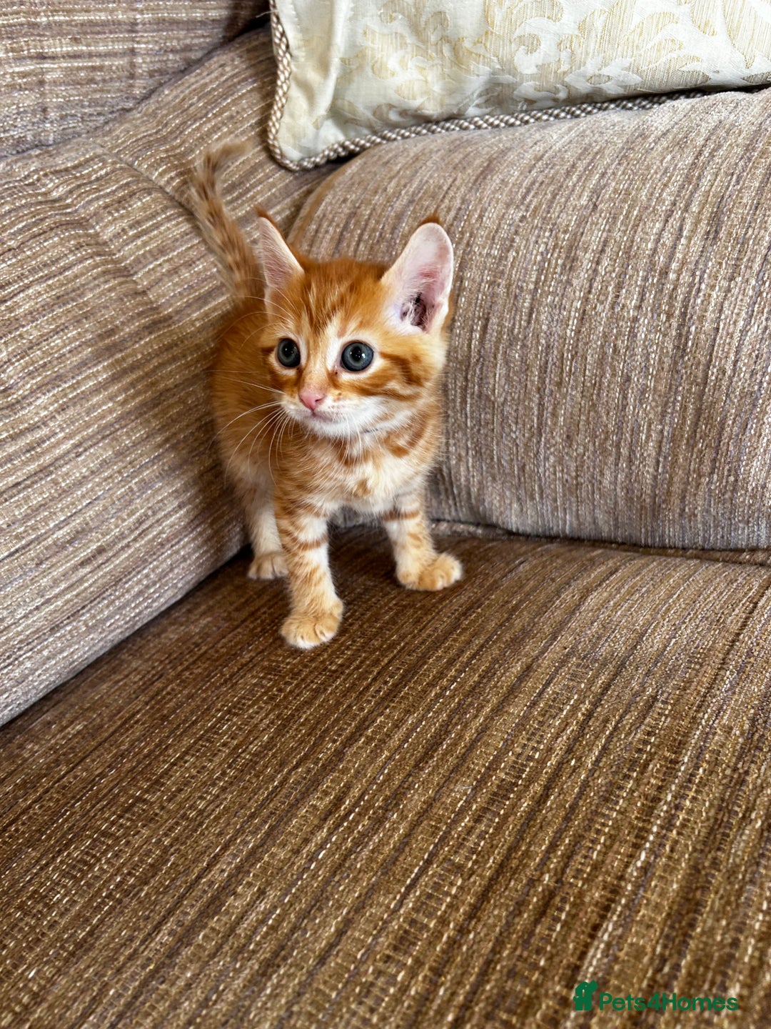 Ragdoll cats for sale: Ragdoll mixed tabby Ginger kittens - Image 22
