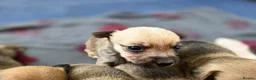 Jack Russell dogs for sale: Beautiful Puppies Jack Russell  - Advert 18
