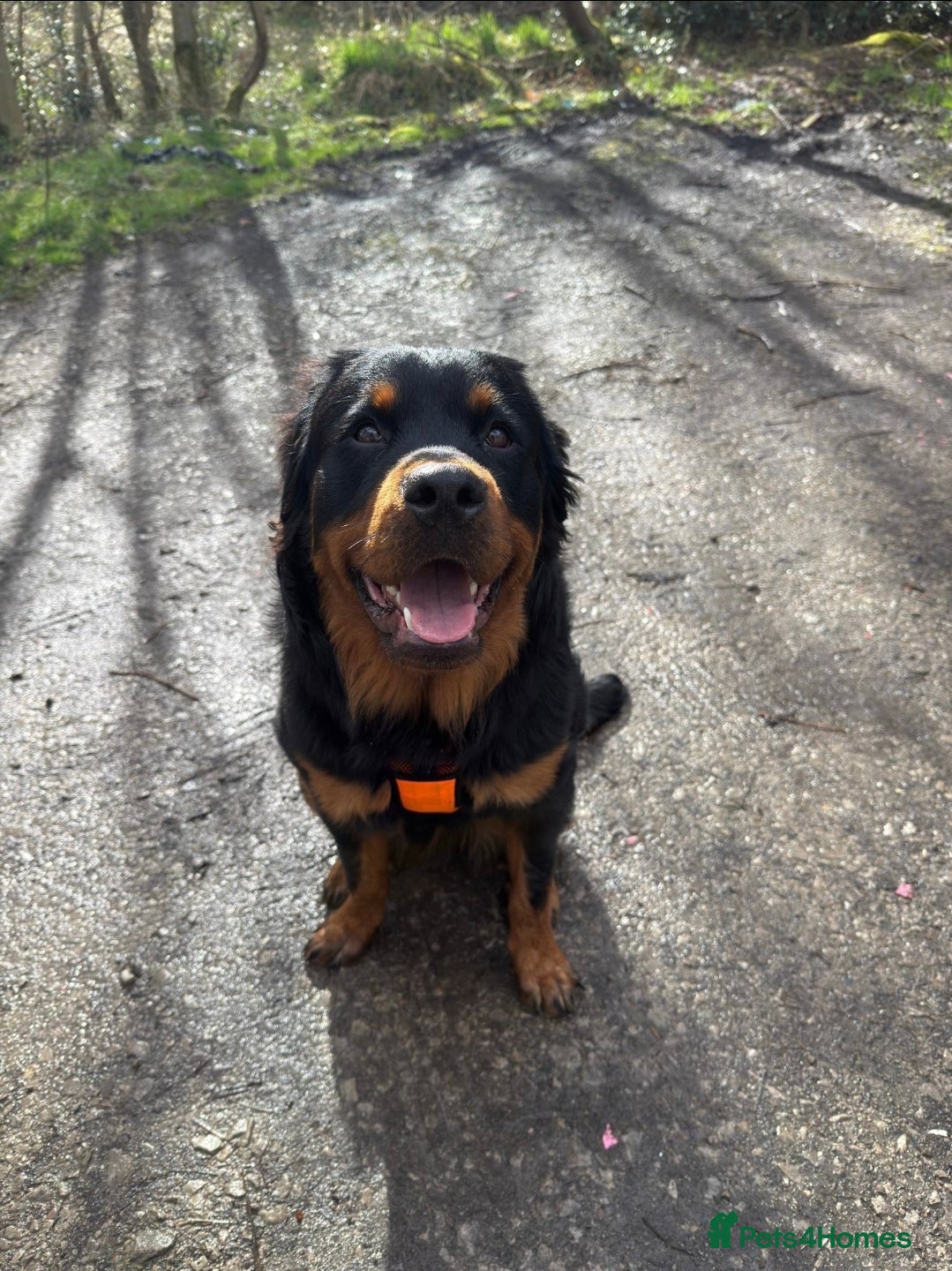 Rottweiler dogs 🐾Fluffy Rottweiler Puppies – From Murphy & Kyra🐾 - Advert 2