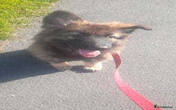 German Shepherd dogs for sale: Nyla german shepherd  - Image 5