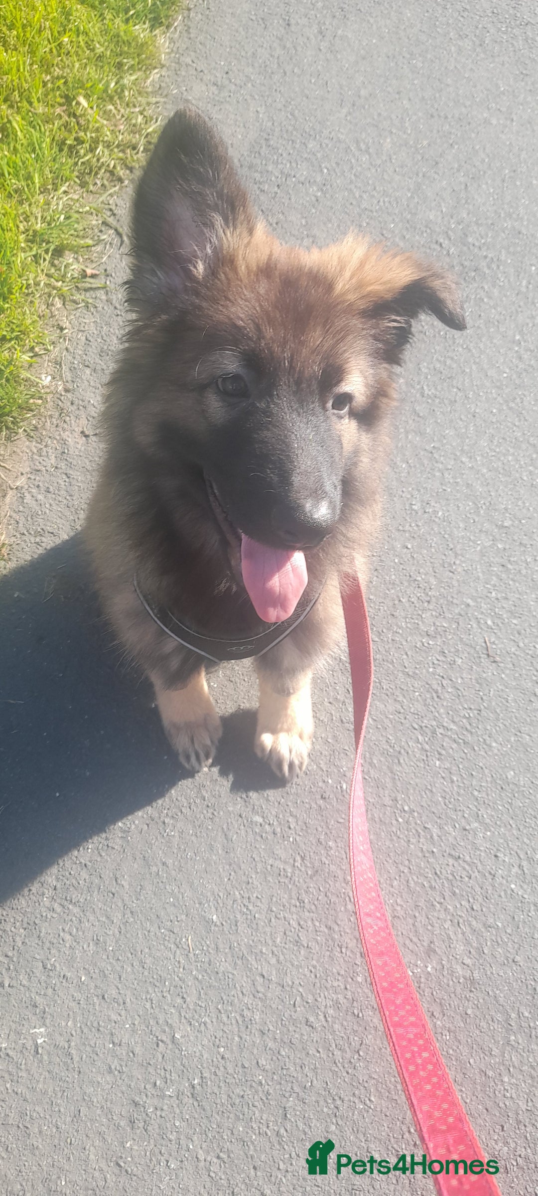 German Shepherd dogs for sale: Nyla german shepherd  - Image 5