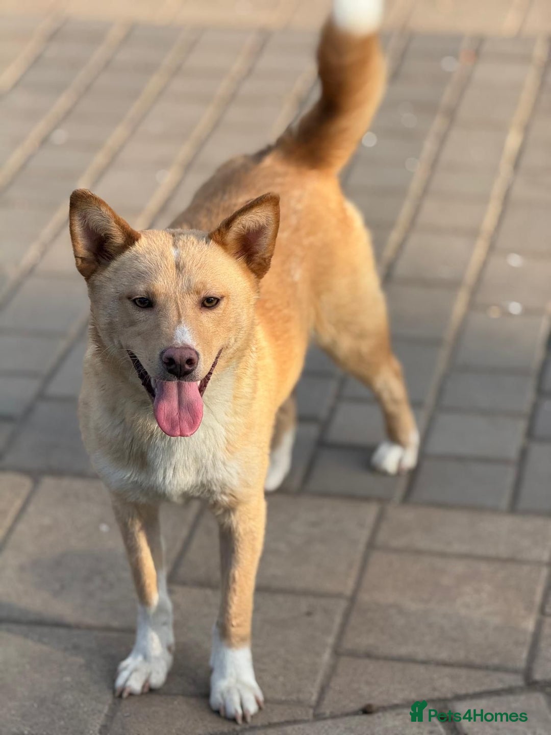 Mixed Breed dogs for adoption: Gorgeous Bill ready for his home - Advert 15