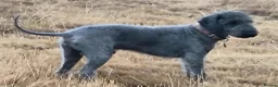 Bedlington Terrier dogs for stud: Blue.  Bedlington terrier for stud  CT Clear   - Advert 4