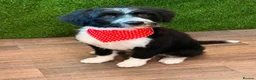 Mixed Breed dogs for sale: Ted - ColliePoo - Rehoming in Wellington - Advert 4