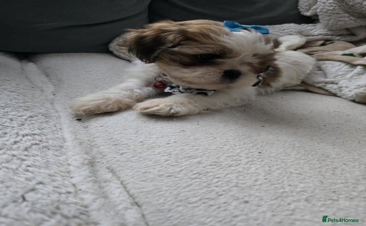 Shih Tzu dogs - Advert 6