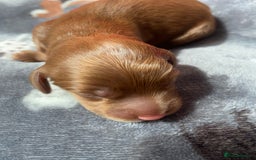 Cockapoo dogs for sale: Cockapoo puppies born 21/7/25 in Malvern - Image 9