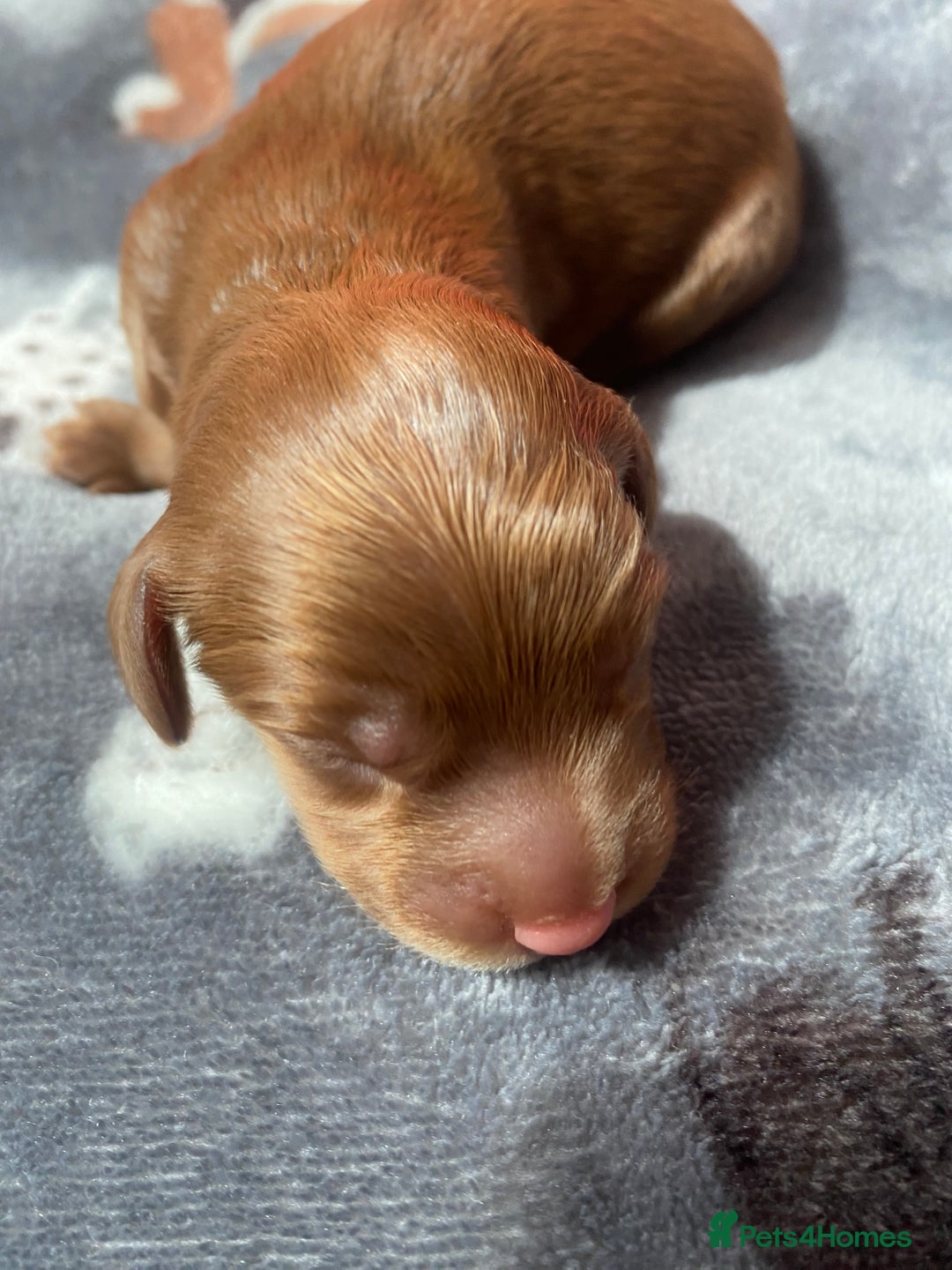 Cockapoo dogs for sale: Cockapoo puppies born 21/7/25 in Malvern - Image 9