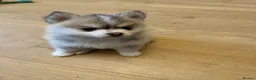 Pomsky dogs for sale: Stunning  **  Pomsky babies in Thetford - Advert 3