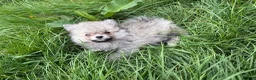 Pomeranian dogs for sale: Beautiful friendly and playful puppys pomeranians - Advert 8