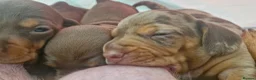 Dachshund dogs for sale: Beautiful minature Dachshund  - Advert 10