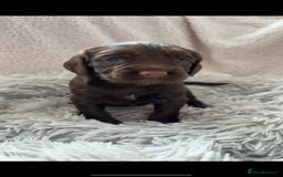 Cocker Spaniel dogs for sale: Cocker spaniel puppies - Image 4